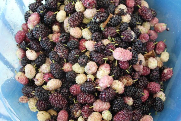 Maulbeeren, Morus
