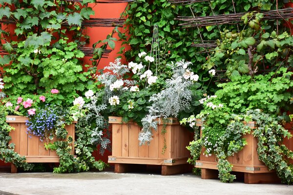 Terrasse, Balkon, grosse Pflanzkbel, Trge