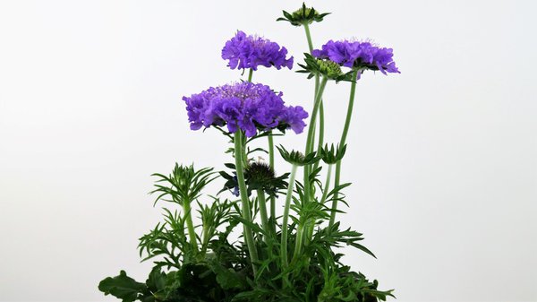 Skabiose (Scabiosa)