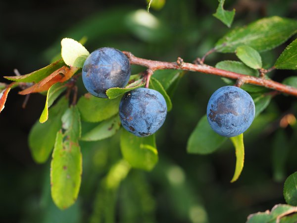 Schlehe Prunus spinosa