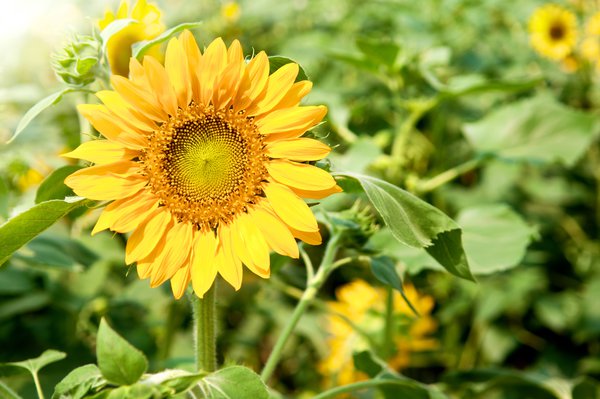 Sonnenblumen: Die sonnengelben Pflanzen.