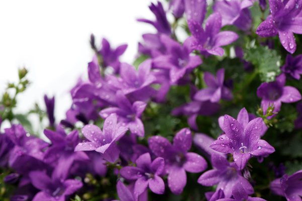 Polsterglockenblumen sind winterhart