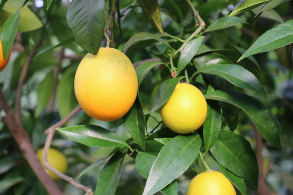 Reife Früchte der Blondorange