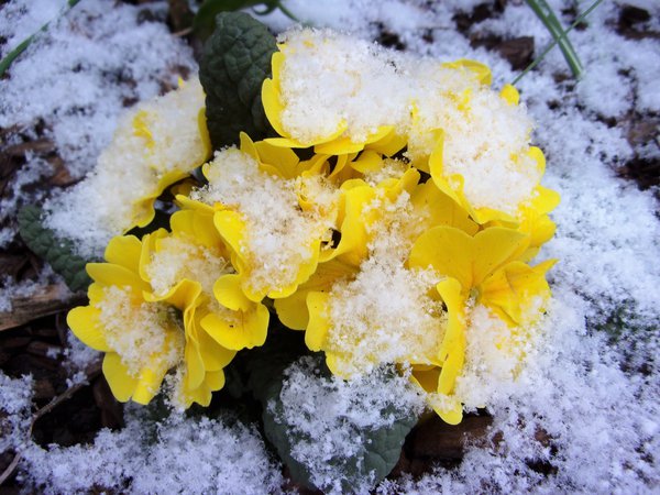 Stauden überwintern Titelbild