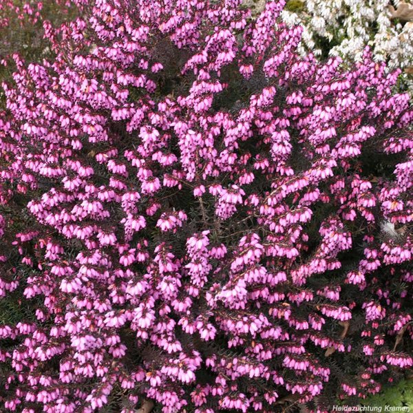 Winterblühende Heide Spring Surprise