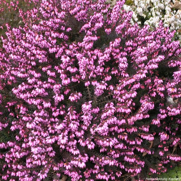 Winterblhende Heide Spring Surprise