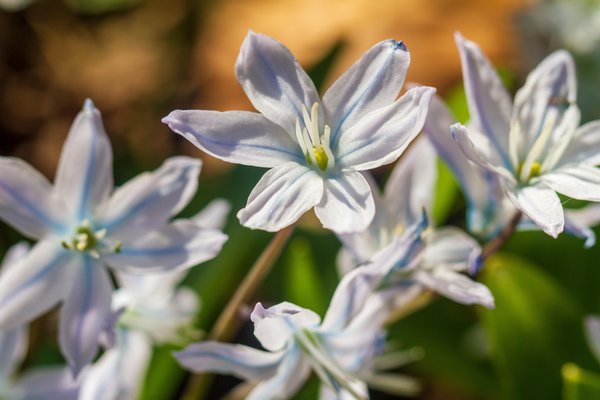 Sternblumen, Sternblume, Ipheion uniflorum