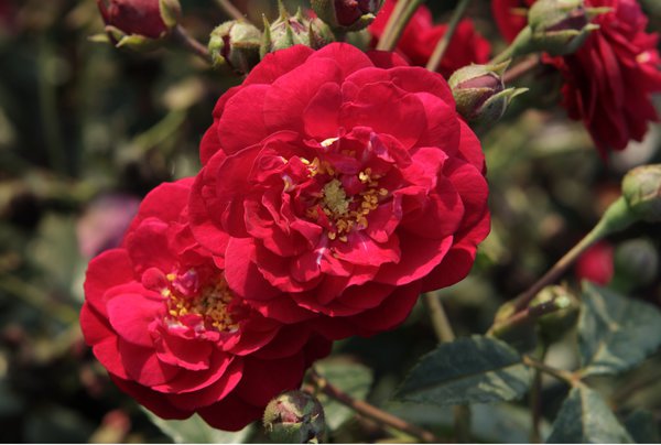 Starlet Rose 'Lola'