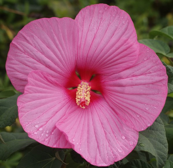 Der Sumpfeibisch blüht zwischen Juli und September.