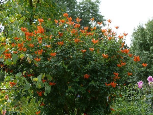 tecomaria capensis