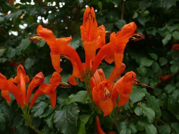 Das Kap-Geissblatt Tecomaria capensis - Dauerblüher vom Kap