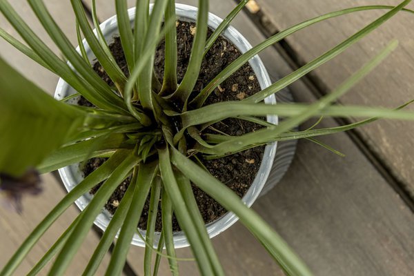 Tillandsie cyanea lässt sich einfach vermehren