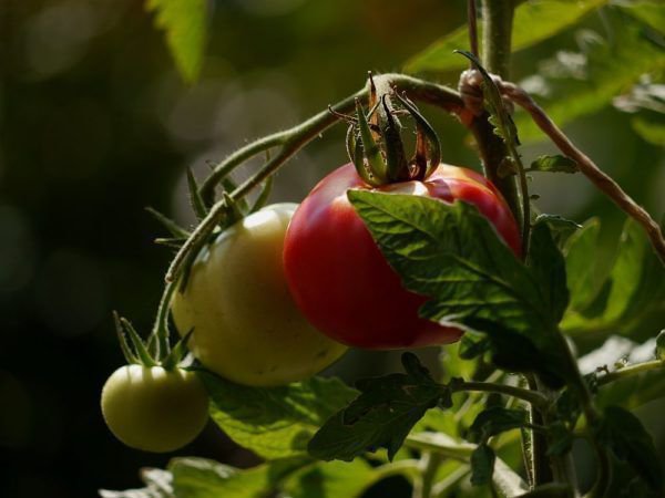 Solanum lycopersicum