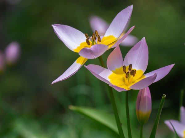 Wildtulpen Zwiebelblumen Lubera