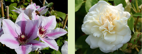 Kletterrosen und Clematis