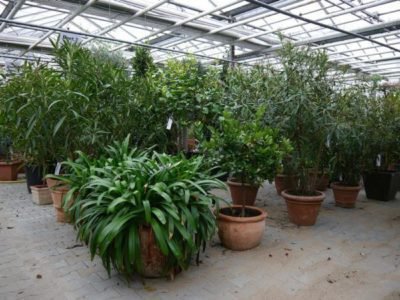 in kühlen Gewächshäusern finden Pflanzen im Winter gute Lichtverhältnisse