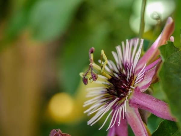 Ist das Passiflora überwintern gut verlaufen, zeigt sie im Folgejahr ihre wundervollen Blüten