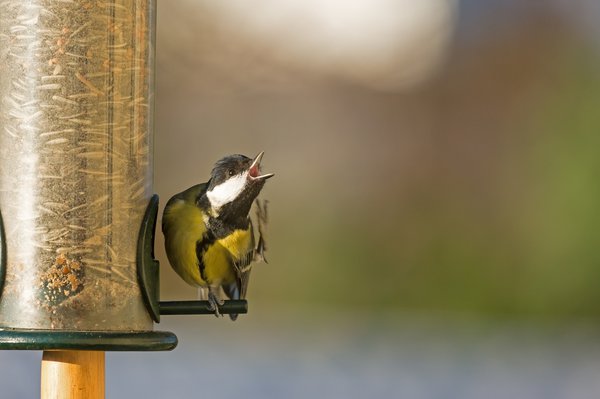 Futterspender für Vögel selbermachen.