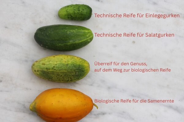 Wann ist eine Gurke reif?