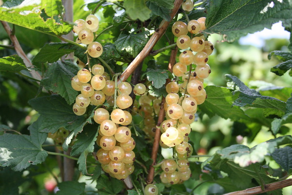 Johannisbeere Weiß Ribes r ´Weiße Versailles´ busch 10 Pflanzen 