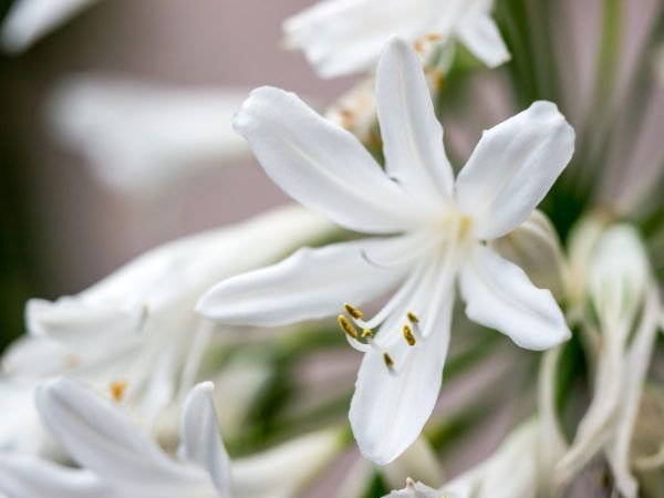Mit einer weißen Blüte sieht Agapanthus besonders edel aus