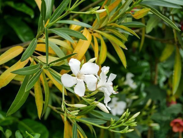 Oleander gießen