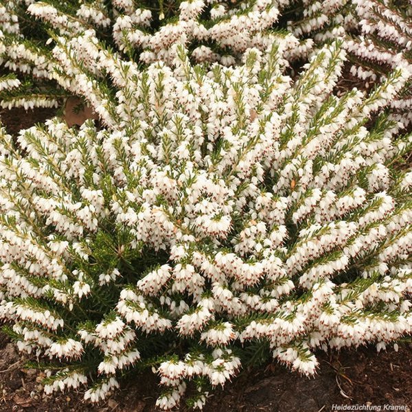 Winterblühende Heide, Heidekraut schneiden
