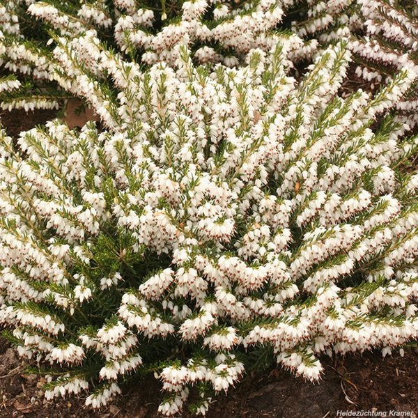 Winterblhende Heide, Heidekraut schneiden