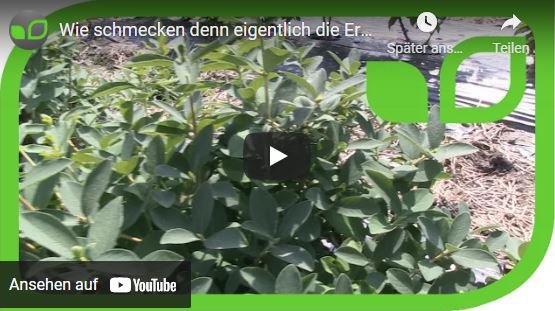 YouTube Video Erstbeeren Honigbeeren Maibeeren Lonicera caerulea