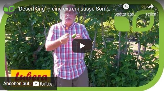 Sommerfeigen kaufen Lubera Sommerfeige DesertKing
