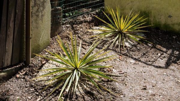 Yucca recurvifolia winterharte stammbildende Gartenyucca k gloriosa filamentosa 