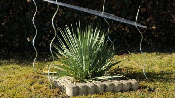 Yucca winterhart