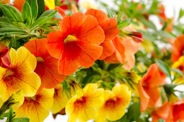 Zauberglöckchen, Calibrachoa: Pflege und winterhart?