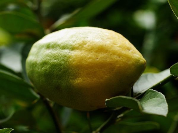 Citrus medica