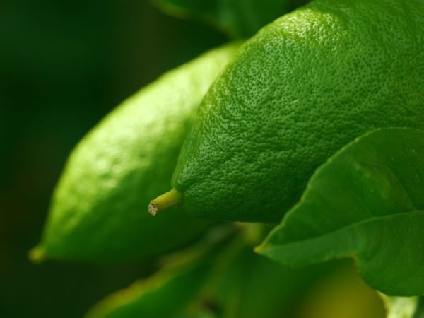 Mit der richtigen Nährstoffkombination reifen die Früchte des Zitronenbaums perfekt heran