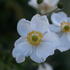 Anemone x japonica 'Andrea Atkinson'