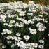 Arctanthemum arcticum 'Stella'