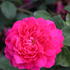Rose Sophys Rose®