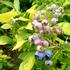 Gelbblättrige Heidelbeere Yelloberry® Blue