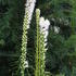 Liatris spicata 'Floristan Weiß'