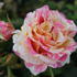 Rose Claude Monet®
