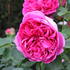 Rose Lady of Megginch®
