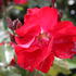 Rose Roseasy® Porthos 