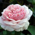 Rose Souvenir de la Malmaison