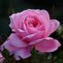 Rose 'Queen Elizabeth'®
