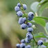 Lowberry® Heidelbeere Little Blue Wonder